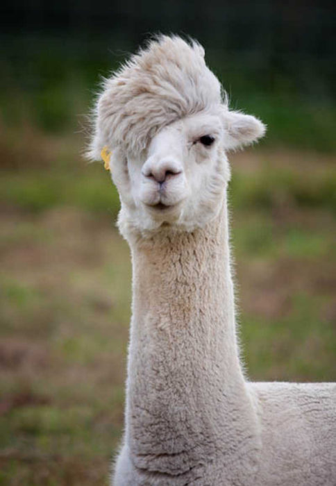 llama emo