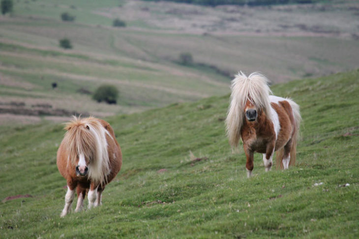 Ponys cabello liso