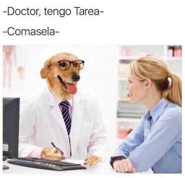 doctor tengo tarea memes doctor perro
