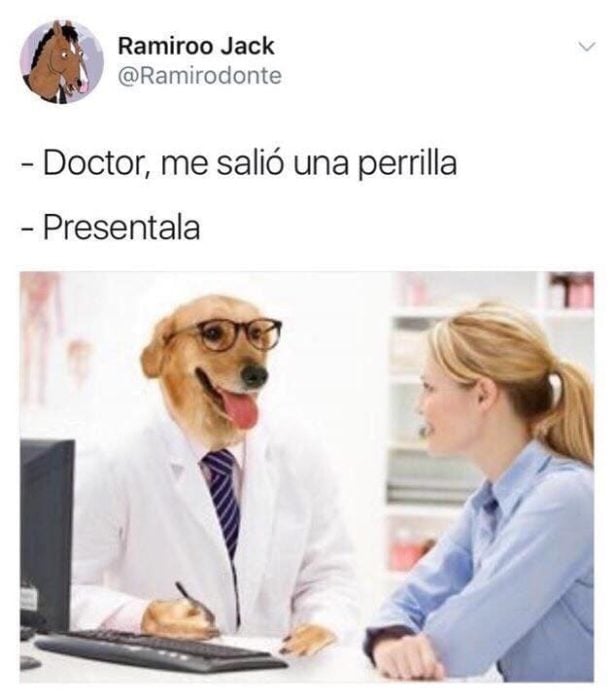 perrilla preséntala memes doctor perro
