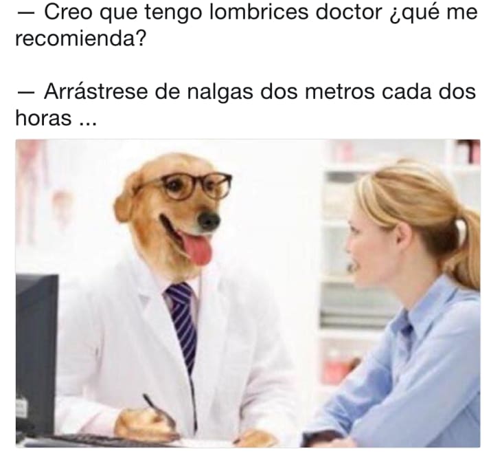lombrices parásitos memes doctor perro