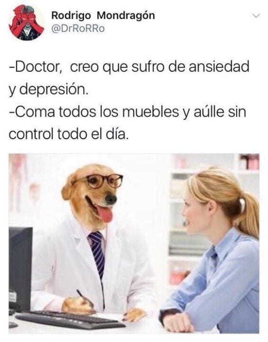 muerda los muebles memes doctor perro