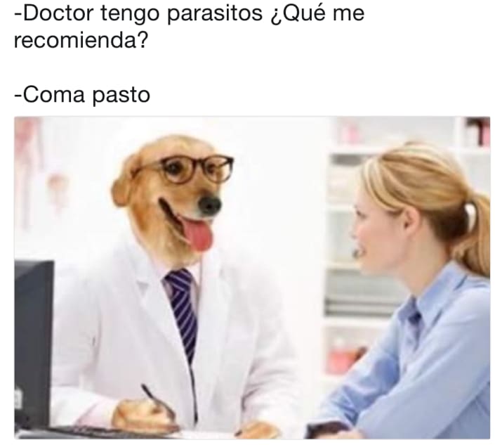 desparasitar comer pasto memes doctor perro
