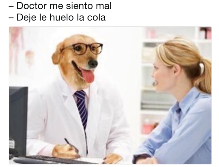 para conocernos mejor memes doctor perro