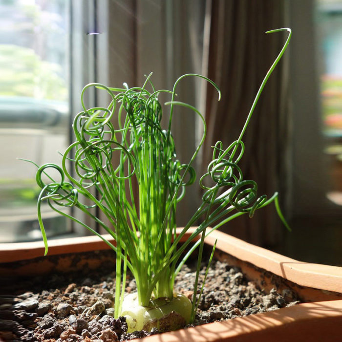 Moraea Tortilis planta