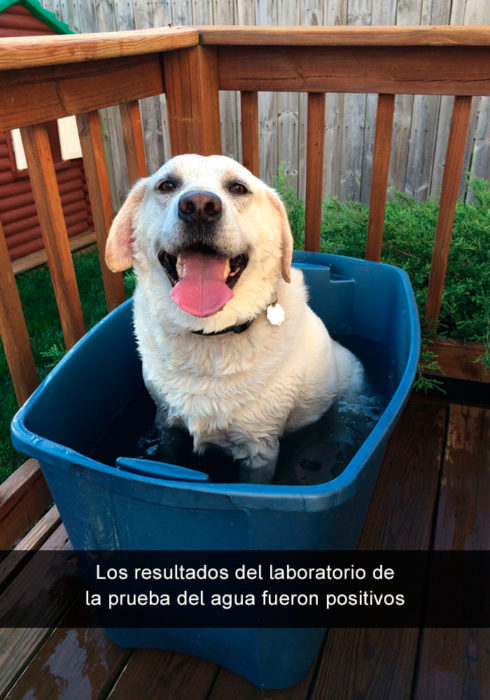 Perro en bote con agua