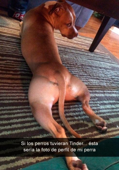 Foto tinder perrita 