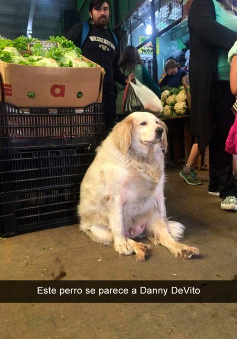 Perro gordo en el mercado