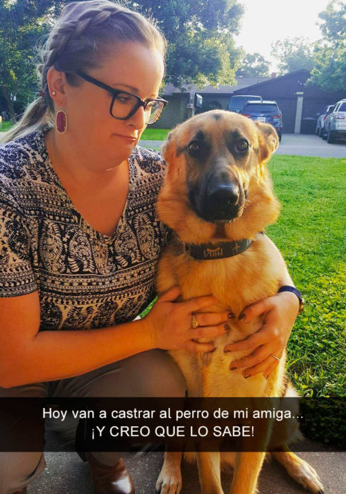 Perro pastor alemán va a ser castrado