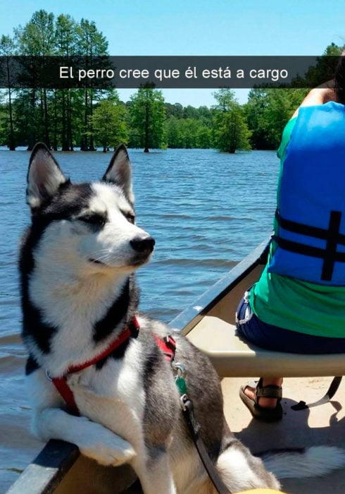 Perro husky en un bote