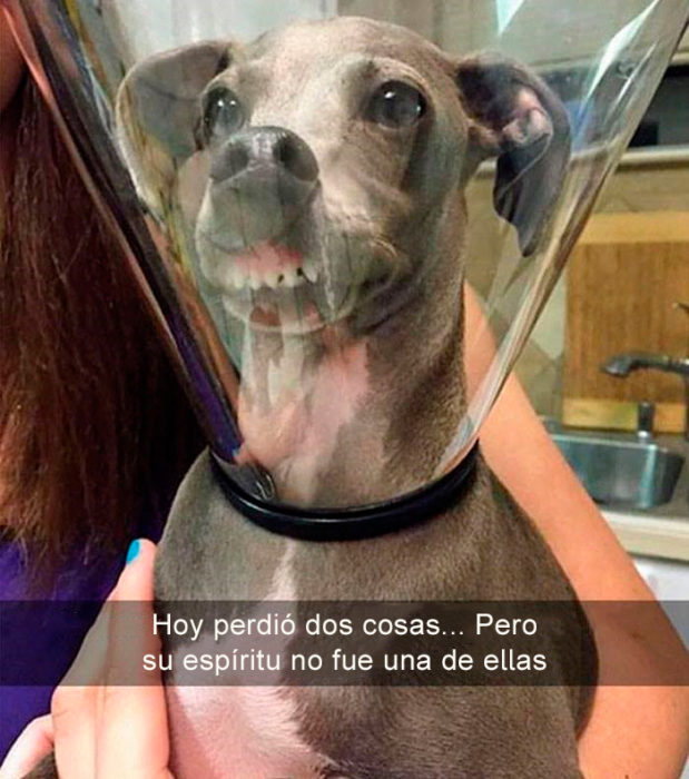 Perro con cono de la verguenza