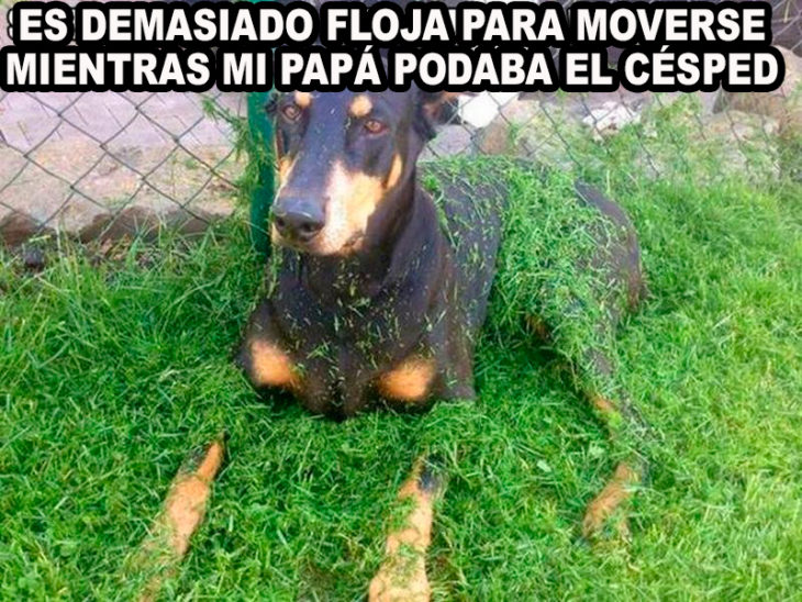 Perra doberman llena de césped