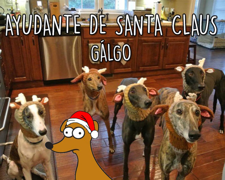 galgo simpsons