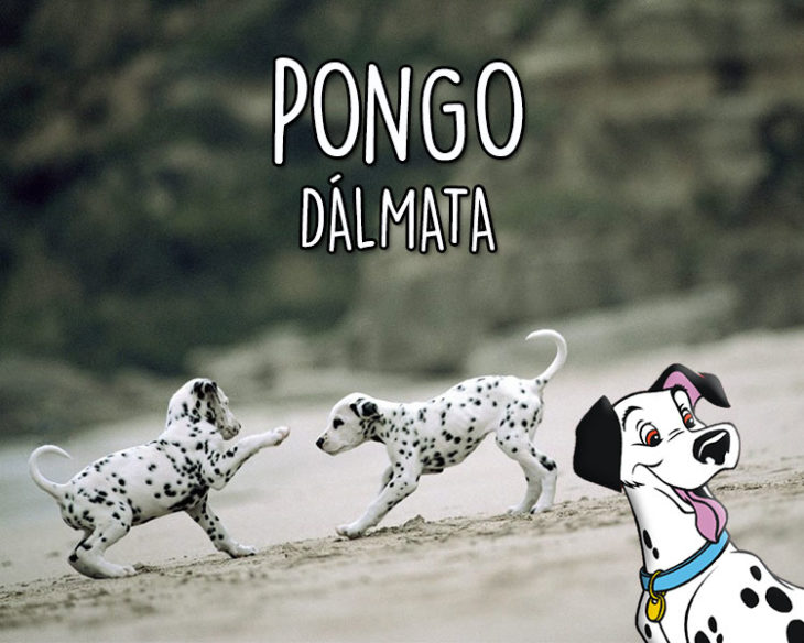 pongo perro dálmata