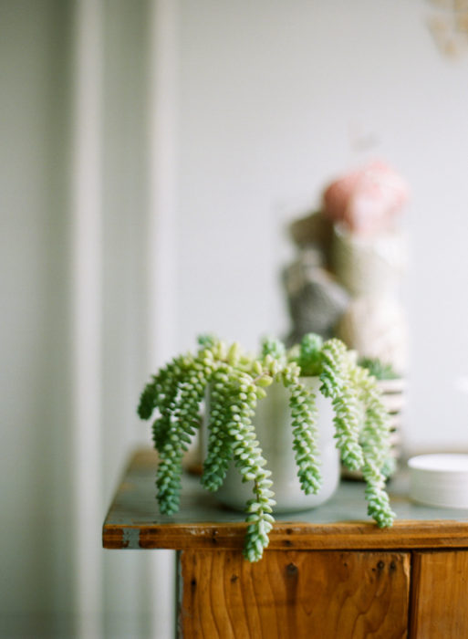 Sedum morganianum planta