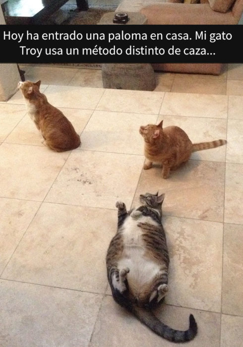 Tres gatos viendo algo 