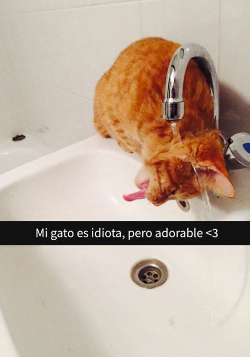 Gato tomando agua y mojándose 