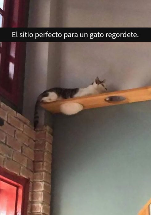 Gato gordo acostado