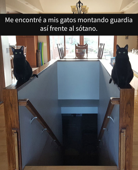 DOs gatos negros cuidando la entrada