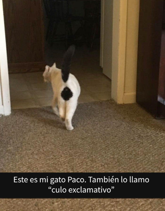 Gato con una mancha en el trasero 