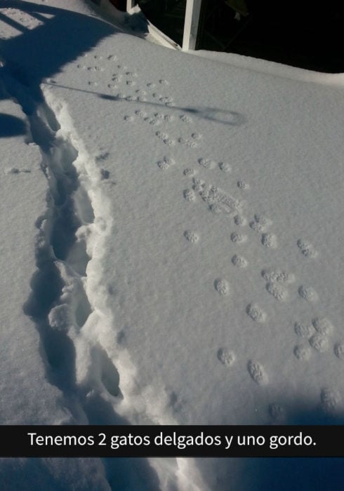 Huellas de gatos en la nieve