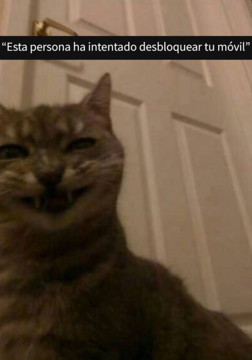 selfie gato 