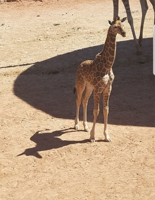 Jirafa sombra unicornio