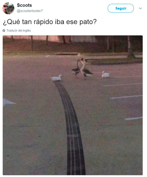 Tuits graciosos - pato rápido 