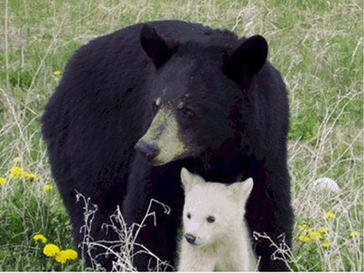 Pequeño osezno albino protegido por su madre