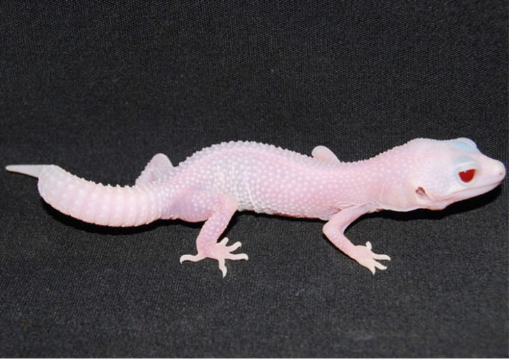 pequeño reptil geco albino 