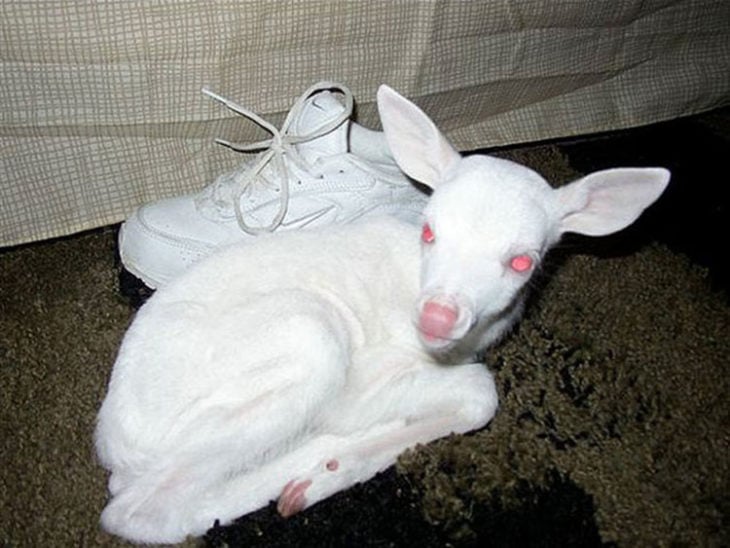 Ciervo pequeño albina