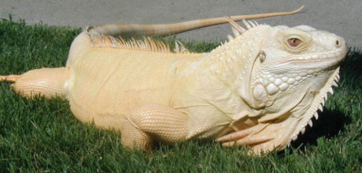 iguana sin melanina albina