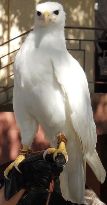 Aguila totalmente blanca por albinismo