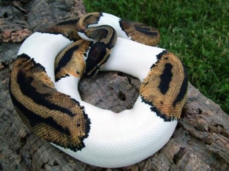 Serpiente con manchas blancas por albinismo parcial