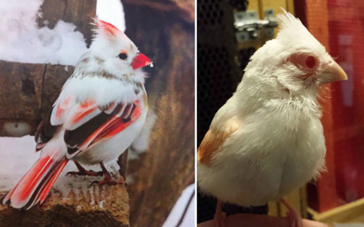 Cardenales albinos