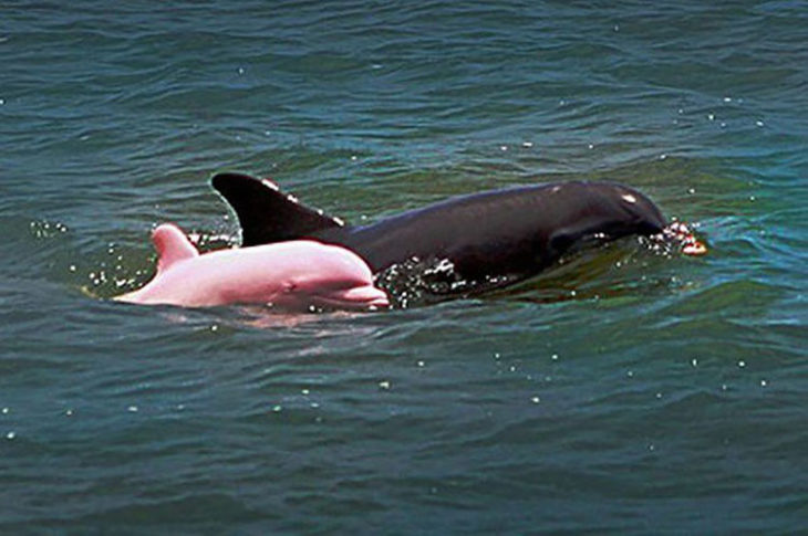 delfin albino junto a delfin común