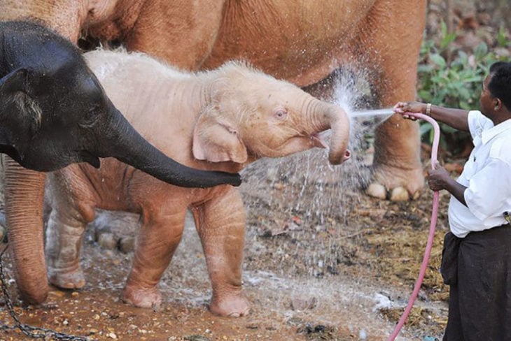 pequeño elefante albino recibiendo un baño