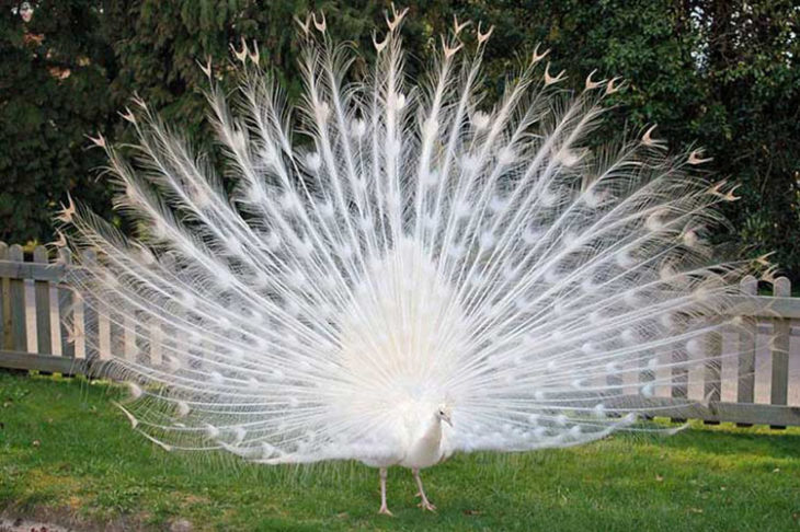 majestuoso pavo real albino