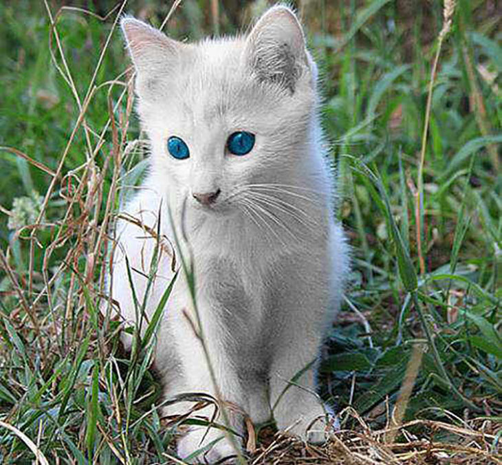 Cachorro de gato albino