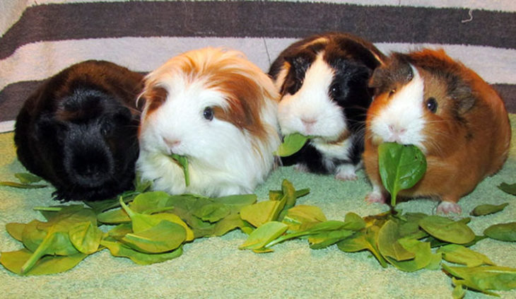 Conejillos de indias comiendo su plantas