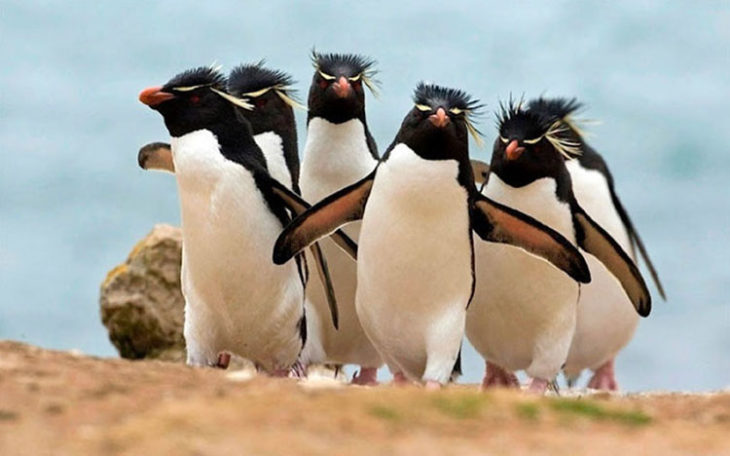 pingüinos caminando en grupo con las alas abiertas