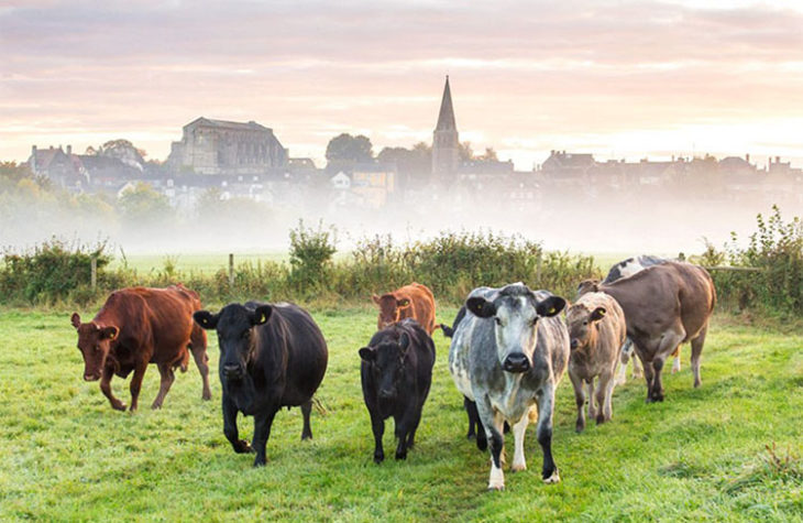 Grupo de vacas en un campo verde