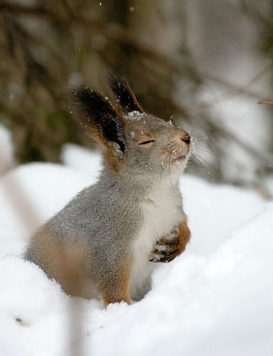 ardilla en la nieve con una pose muy peculiar