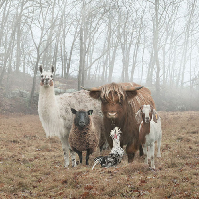 Un grupo de animales de granja reunidos