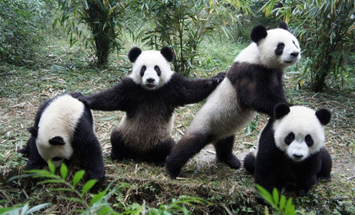 grupo de pandas posando para la foto
