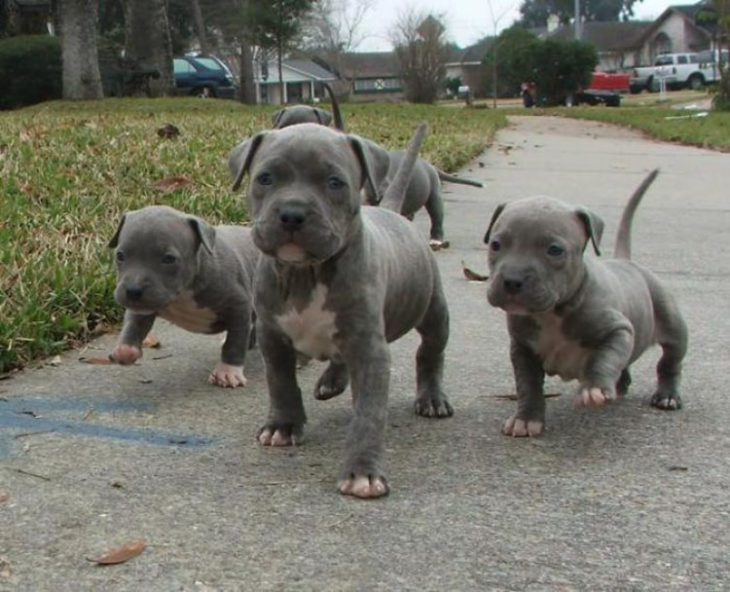 cachorros de pitbull caminando en la calle