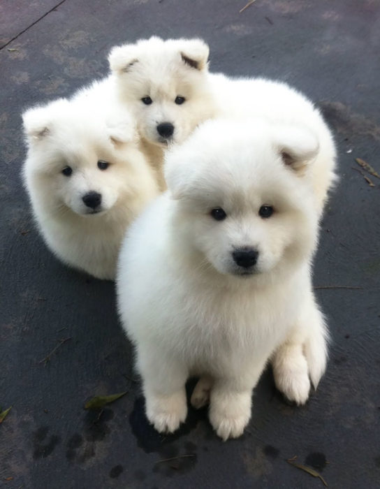 Cachorros blancos mirando fijamente a la cámara