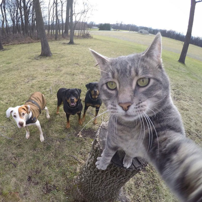 Gato toma la cámara en el momento en que fotografían a él y a unos perros