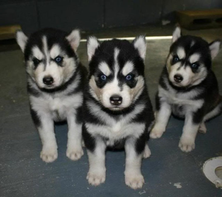 Cachorros de husky retratados