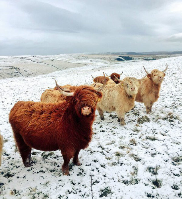 bisontes con viento que mueve sus pelajes